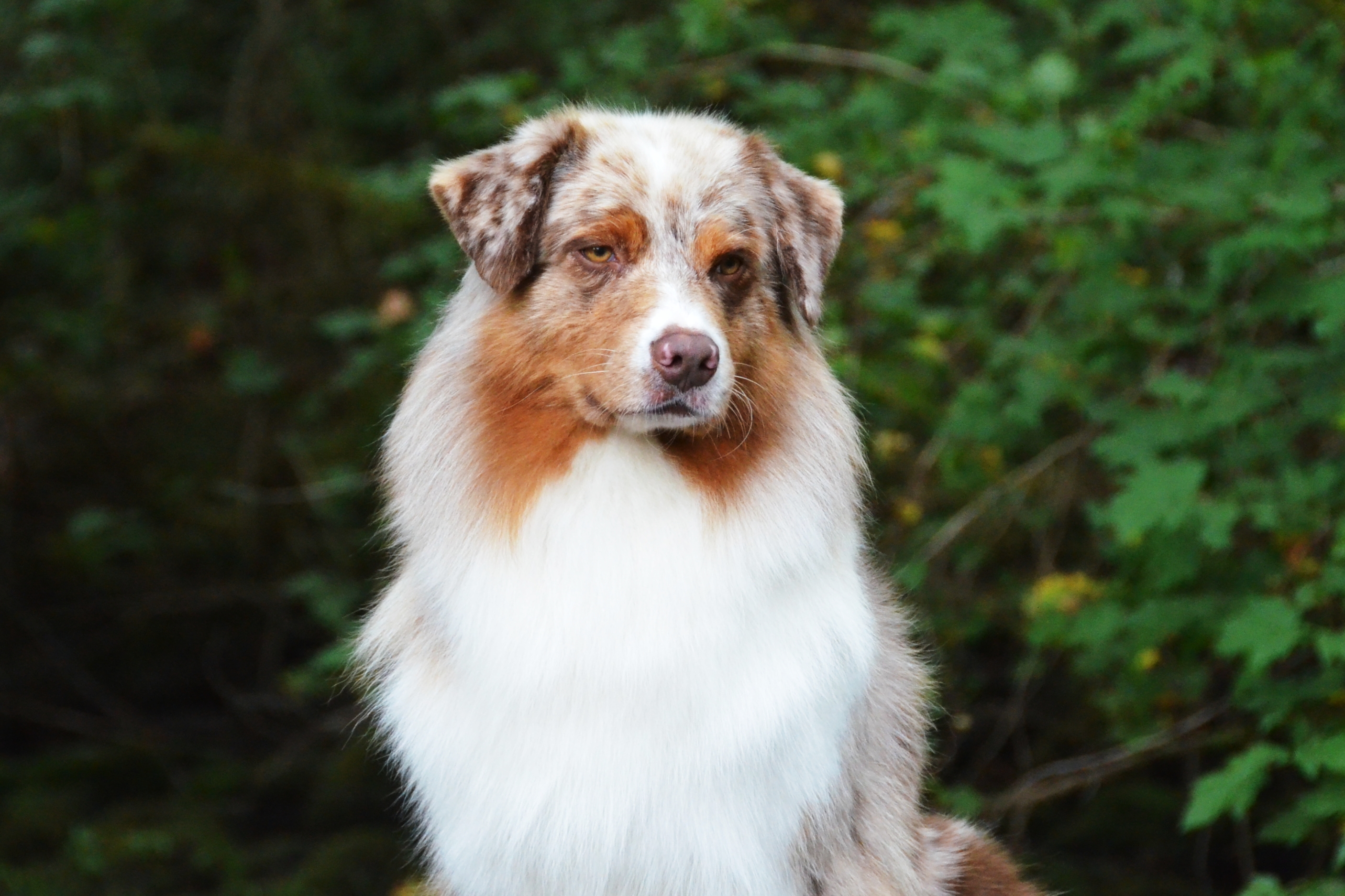Laurelhills Australian Shepherds Home